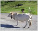 ron54 - Col d'Aspin par Arreau