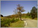 Maurice RIGOLLET - Mont Aigoual par Le Vigan