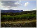 Maurice RIGOLLET - Mont Tauch par Tuchan (11)